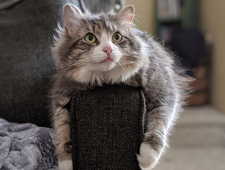 Pet Behavior Counseling