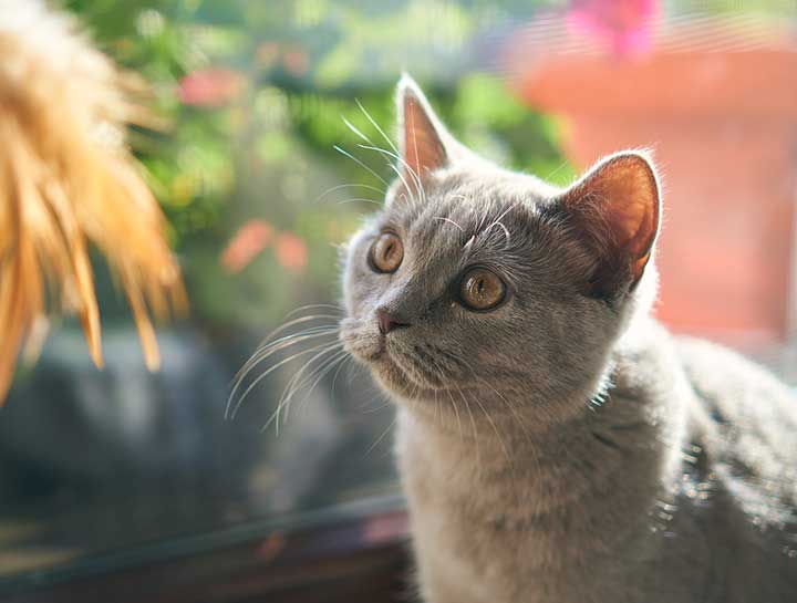 Preventive Care for Cats