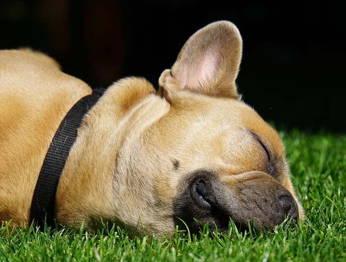 Preventive Care for Dogs