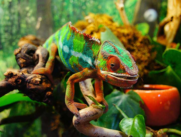 Exotic Animal Care in $city
