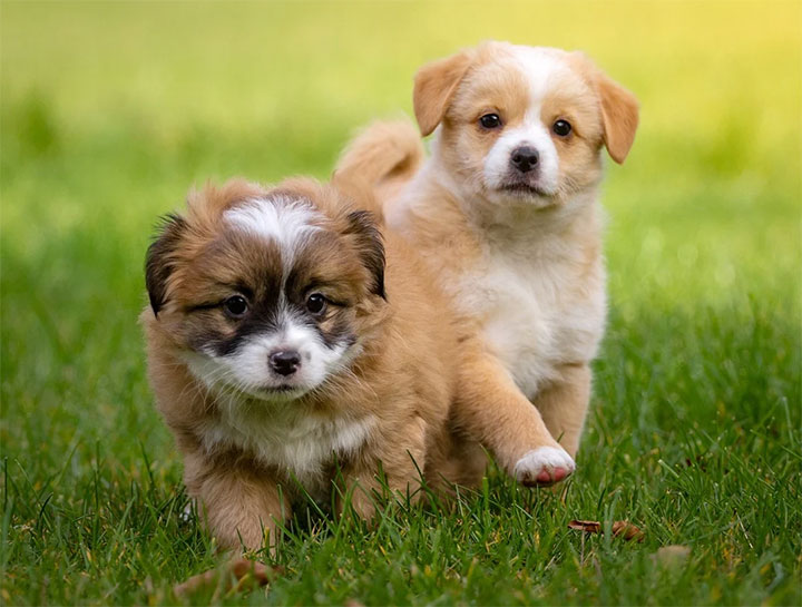 Puppy & Kitten Care