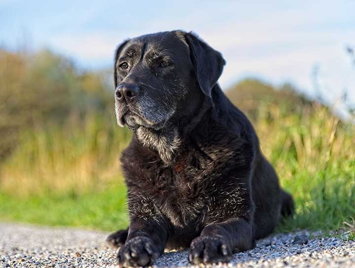 Senior Pet Care