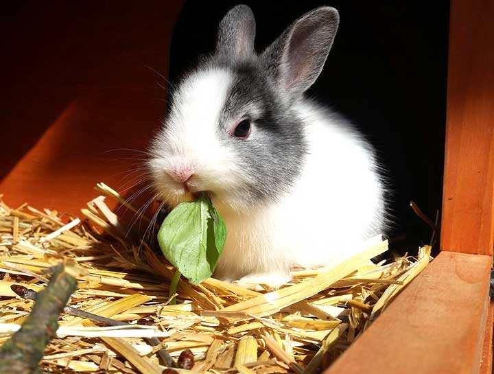 Ventura Small Animal Veterinarian | Hamster Vet